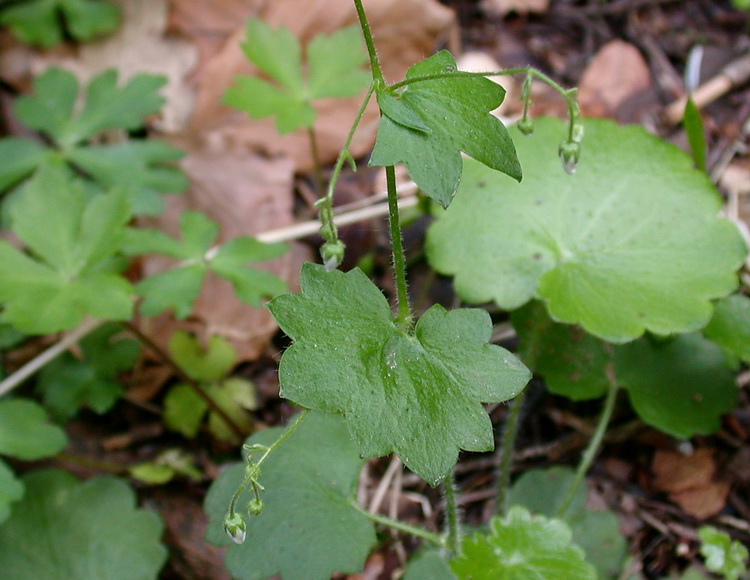 Saxifraga rotundifolia / Saxifraga a foglie rotonde